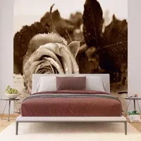 Vliesov� fototapeta na zed' �ernob�l� r��e | 375 x 270 cm | FTNS 2458