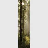 Vliesov� fototapeta na zed' Proslun�n� les | 90 x 270 cm | FTNVL 3712