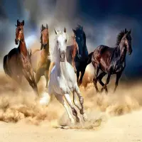 Vliesov� fototapeta na zed' Cv�laj�c� kon� | 155 x 110 cm | FTNM 2665