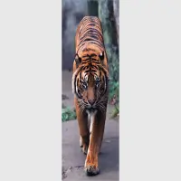 Vliesov� fototapeta na zed' Tygr | 202 x 90 cm | FTNV 2800