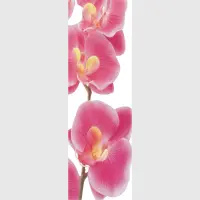 Vliesov� fototapeta na zed' R��ov� orchidej | 202 x 90 cm | FTNV 2826
