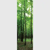 Vliesov� fototapeta na zed' Listnat� les | 202 x 90 cm | FTNV 2920
