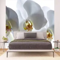 Vliesov� fototapeta na zed' B�l� orchidej | 375 x 270 cm | FTNXXL 0466