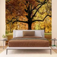 Vliesov� fototapeta na zed' Podzimn� strom | 375 x 270 cm | FTNXXL 2427