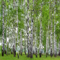 Vliesov� fototapeta na zed' B��zov� alej | 360 x 254 cm | FTS 1304