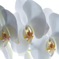Vliesov� fototapeta na zed' B�l� kv�ty orchideje | 180 x 127 cm | FTSs 0832